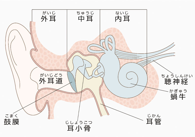 みみの構造