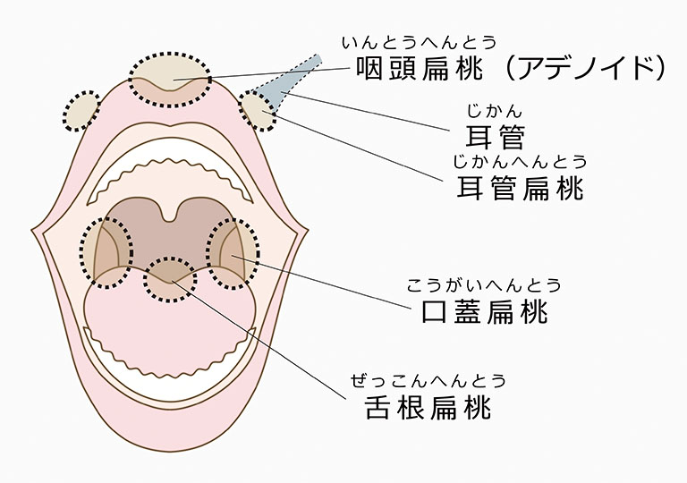 のど・くちの構造